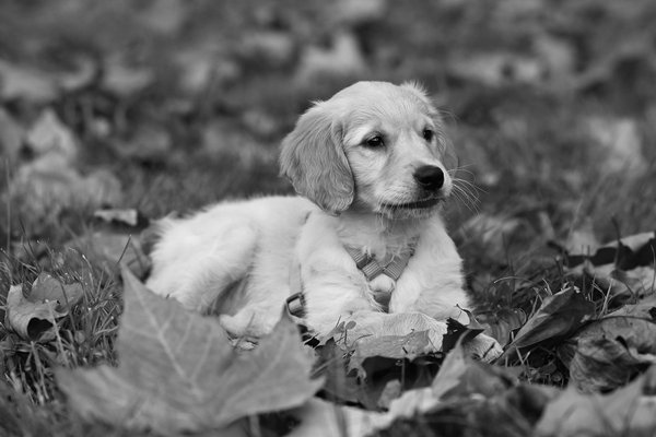 Comment utiliser l'huile de saumon comme complément alimentaire pour les chiens et les chats ?