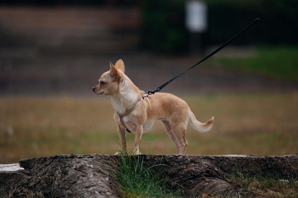 Choisir la cage cochon d'Inde idéale pour leur bonheur