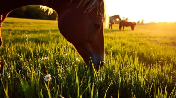 Produits naturels et astuces pour garantir le bien-être des chevaux