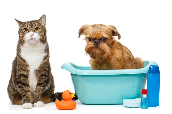 Pourquoi opter pour les soins Ladybel pour vos chiens et chats ?
