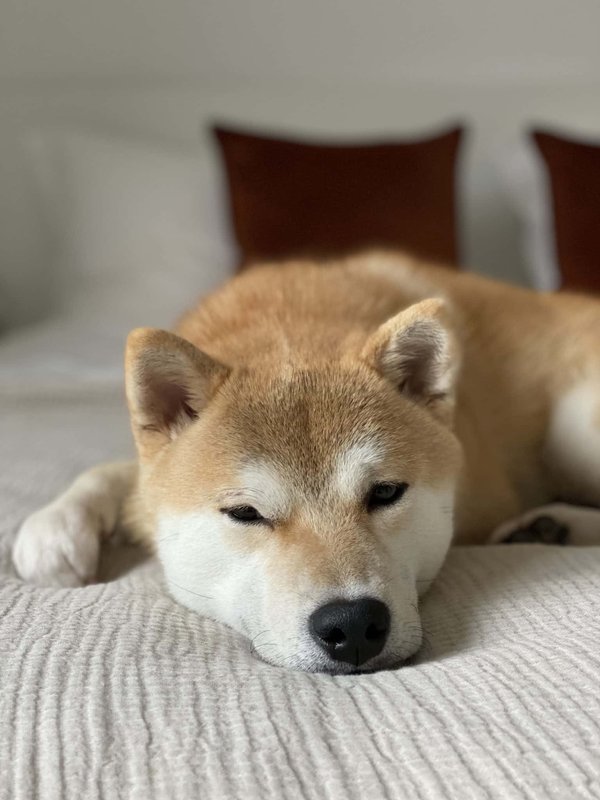 Que faut-il savoir sur les chiots de race Shiba Inu?