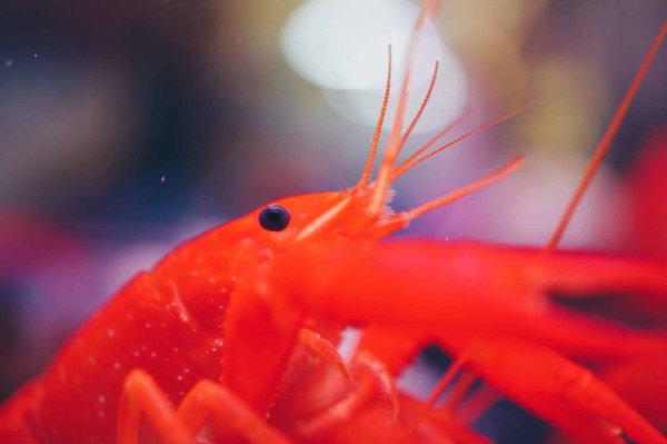 Élevage de crevettes : nourriture et équipement d'aquarium