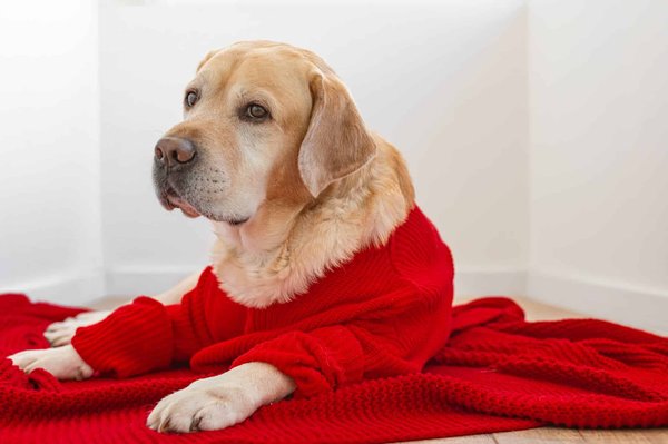 Pulls de Noël pour grands chiens : Élégance et chaleur pour nos amis à quatre pattes