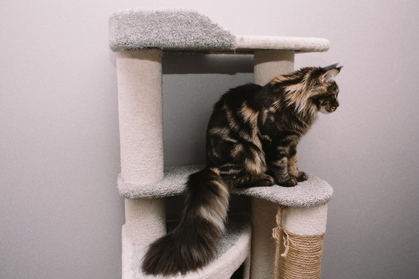 Guide d'achat complet d'un arbre à chat de qualité