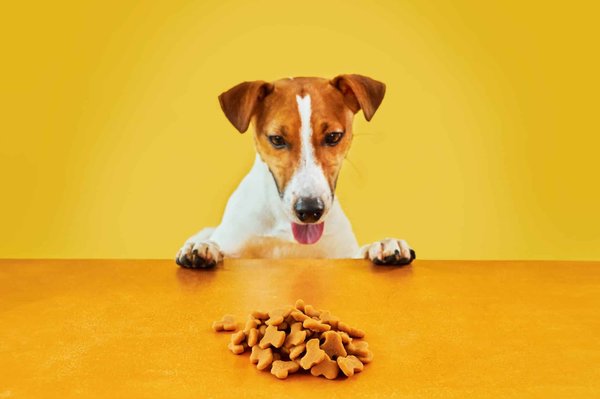 Quelle est l'importance des croquettes pour les chiens et chats ?