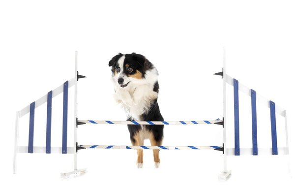 Bloodreina : L'Élevage Canin d'Humilité et de Passion dans l'Allier près de Montluçon