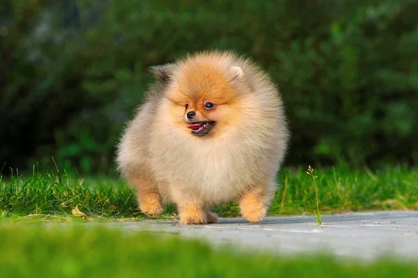 Spitz nain : le caractère, l'éducation et l'alimentation de cette race de chien
