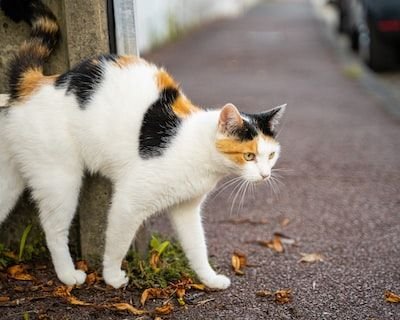 Comment faire face à un chat gourmand ?