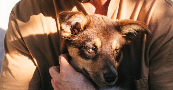 Quel est le chien le plus populaire en France?